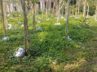 Bán đất tu vũ ,thanh thủy, phú thọ 120000m2,sẵn nhà đẹp, suối chảy ,ao cá,cây cảnh, giá chỉ 180k/m2