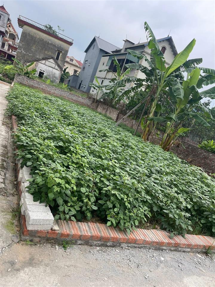 Cần bán gấp lô góc đất thư lâm, thuỵ lâm, đông anh đất vuông đẹp, giá hơn 2 tỷ  0914 682 ***