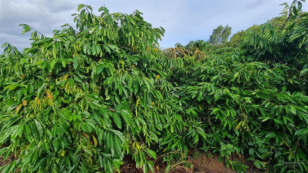 Chính chủ hạ 2tỷ còn 1.6 tỷ(106tr/sào) lô đất 15.000m2 full cafe thu hơn 100tr/năm  0973 610 ***