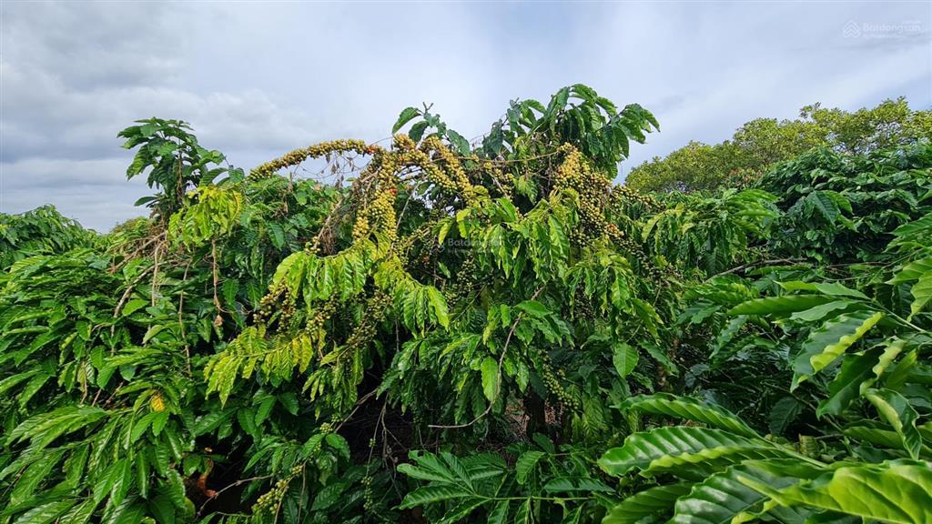 Chính chủ hạ 2tỷ còn 1.6 tỷ(106tr/sào) lô đất 15.000m2 full cafe thu hơn 100tr/năm  0973 610 ***