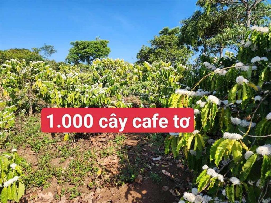 Chính chủ hạ 2tỷ còn 1.6 tỷ(106tr/sào) lô đất 15.000m2 full cafe thu hơn 100tr/năm  0973 610 ***