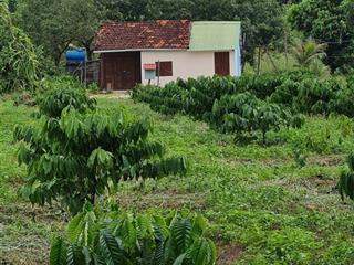 Chính chủ bán gấp nhà vườn 3200m2 tại quảng hiệp, trồng cafe, cau, dừa. giá 750tr.  