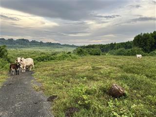 Bán đất 1000m2, đường ô tô, 2.3 tỷ tại đường phước bình, xã phước bình, long thành, đồng nai