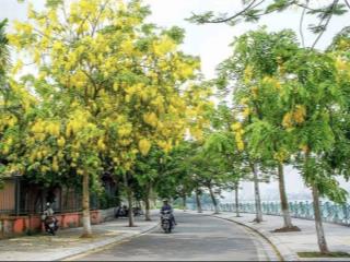Cafe ngắm hoàng yến! mảnh đất vàng sót lại ven hồ tây phố nguyễn đình thi 101m2 mt 6.56m giá 53 tỷ