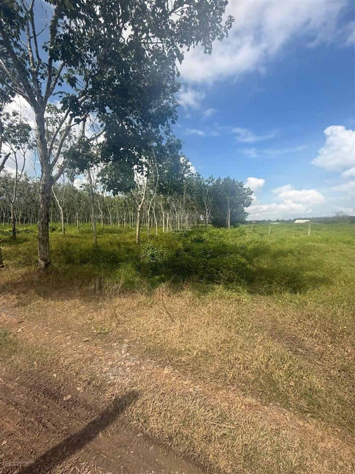 Bán đất tại long vĩnh, châu thành, tây ninh, giá tốt đầu tư, 545m2, quy hoạch khu dân cư, gần tt