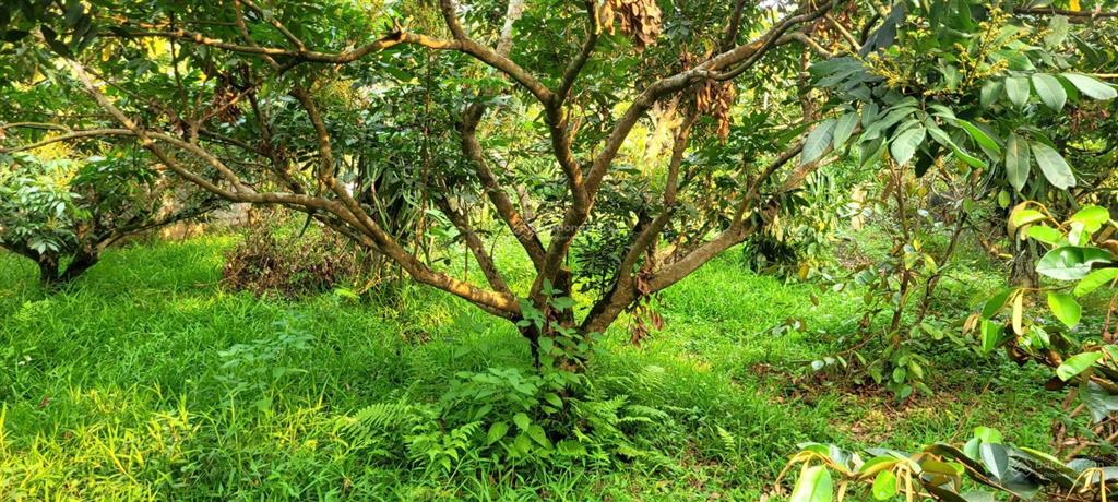 999m2, có 400m2 thổ cư tại vĩnh đồng, kim bôi, hòa bình