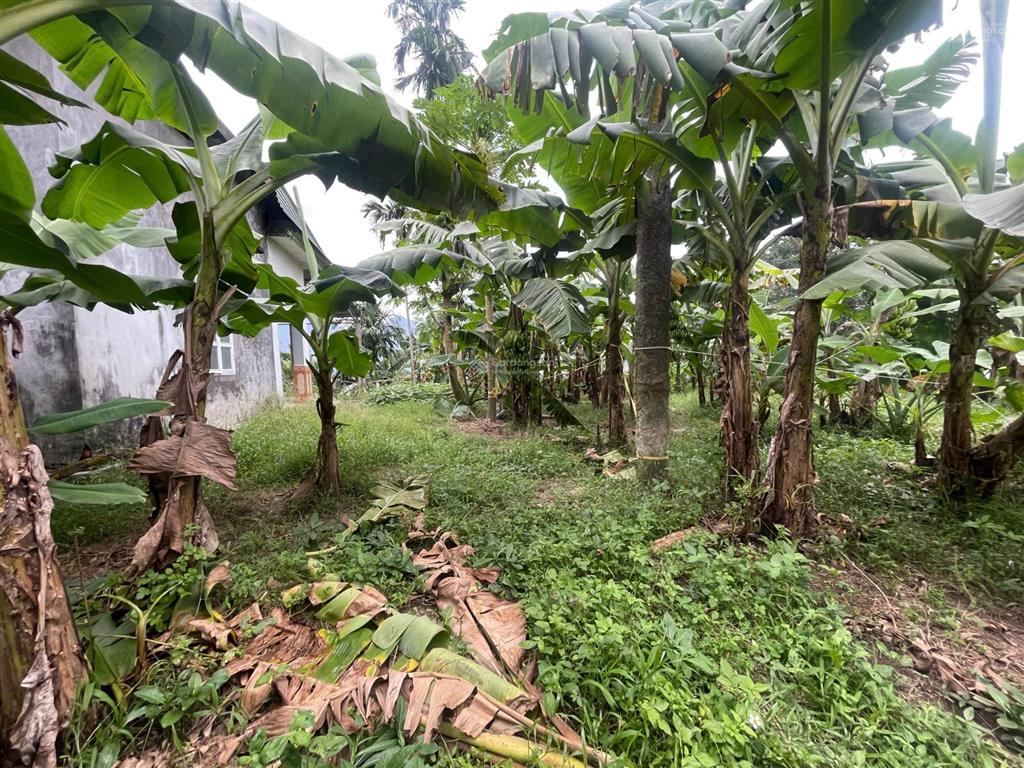 Dt 8.000m² (3.780m² đất ở & vườn, 2.880m² rsx, thêm ~2.000m² sử dụng tặng). kim bôi hòa bình