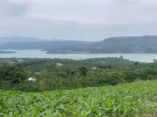 Chính chủ bán gấp đất có thổ cư tân nghĩa, di linh, lâm đồng  view sông đồng nai rộng đẹp