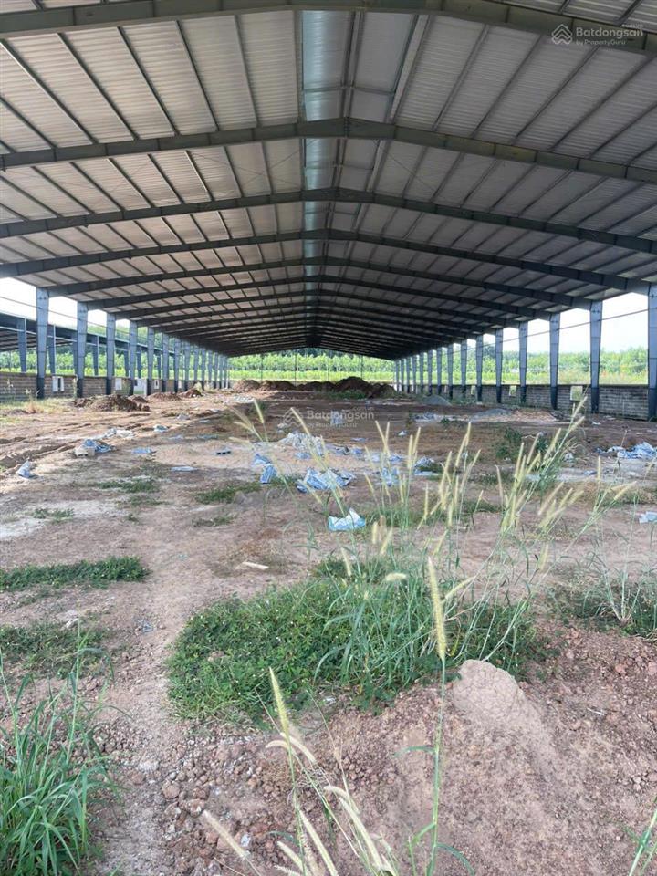 Bán xưởng 3,1 ha tại phú giáo bình dương chỉ 180 tỷ