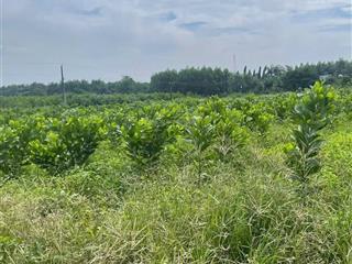 Bán đất skc 8.000m2 tại xã hố nai 3, trảng bom, đồng nai  chỉ 16 tỷ