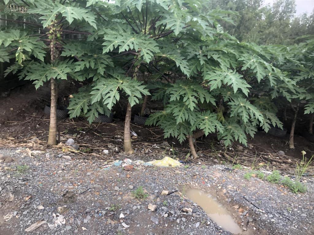 Bán đất trồng cây lâu năm, chính chủ giao dịch