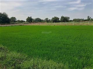 Bán đất lúa tại xã thái mỹ, củ chi, hồ chí minh, 6 triệu / m2, 2500 m2, pháp lý đầy đủ