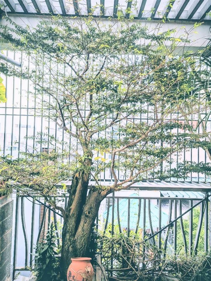 Đi định cư cần bán căn nhà biệt thự phố 8x12 khu vip đường dương bá trạc giá rẻ hơn thị trường 3tỷ.