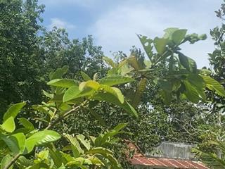 Chủ cần tiền bán vườn sầu và mít sắp thu hoạch