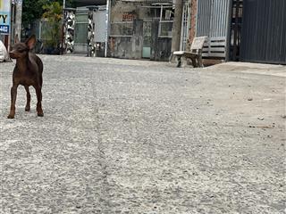 Chính chủ gửi bán lô đất diện tích 449m2 ngang 9,3m dài 38m nở hậu 14,4m phường bình trưng đông