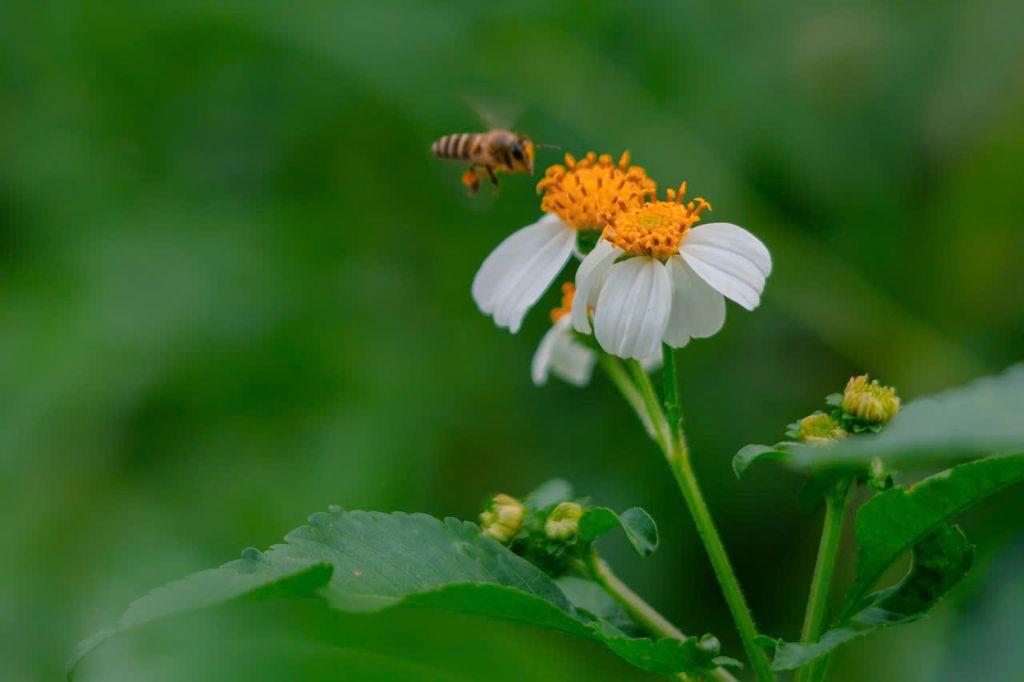 Aman Blao - Khu nghỉ dưỡng compound an ninh, riêng tư, cơ hội hiếm dành cho người biết chọn đúng thời điểm