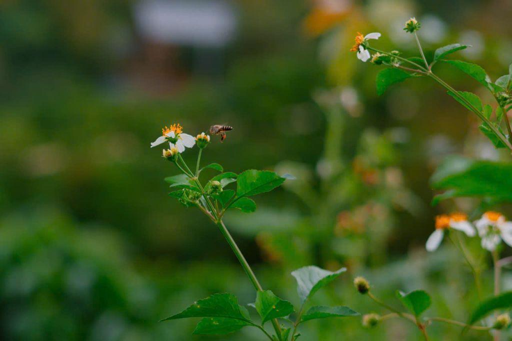 Aman Blao - Khu nghỉ dưỡng compound an ninh, riêng tư, cơ hội hiếm dành cho người biết chọn đúng thời điểm