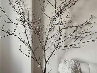 Cho thuê nhiều căn delasol 2pn giá từ 19,5  25 triệu / tháng, đủ nội thất hoặc nt cơ bản e có đủ