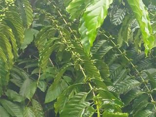 Xót lại duy nhất 1 lô cà phê giá rẻ ven thành phố pleiku
