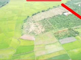 Siêu phẩm cà phê gần thành phố pleiku xung quanh là cánh đồng xanh vừa nghỉ dưỡng vừa làm nông sản