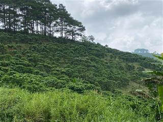 Bán đất trồng cây lâu năm tại tân châu, di linh, lâm đồng sẵn vườn cà phê đang đến tuổi thu hoạch
