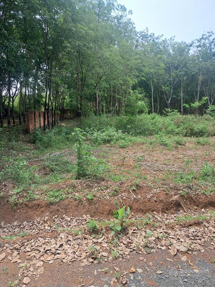 Ngay sau lưng trung tâm hành chính tân lợi mới (sau sát nhập). 30m mặt tiền, suối bao quanh 270tr