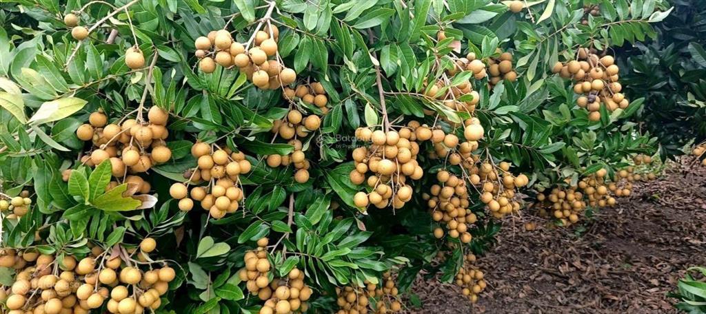 Bán đất xã xuyên mộc, 1tỷ8 1000m2, pháp lý đầy đủ, giá cực chất có nguyên vườn nhãn khu dân cư