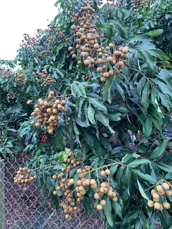 Bán đất xã xuyên mộc, 1tỷ8 1000m2, pháp lý đầy đủ, giá cực chất có nguyên vườn nhãn khu dân cư