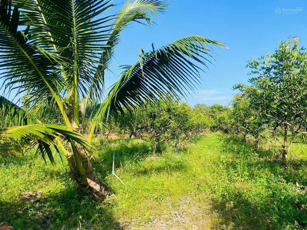 Bán đất nền 4200m2 tại hòa hội, xuyên mộc, bà rịa vũng tàu, giá chỉ 2,6 tỷ