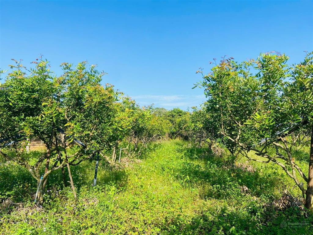 Bán đất nền 4200m2 tại hòa hội, xuyên mộc, bà rịa vũng tàu, giá chỉ 2,6 tỷ