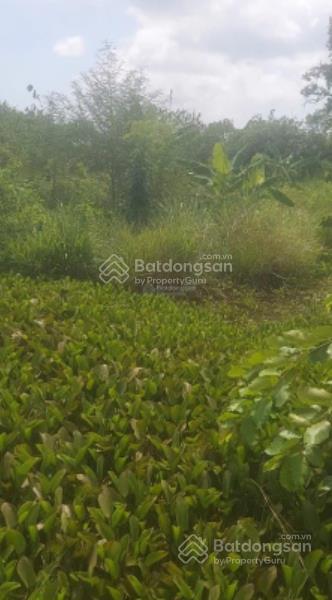 Chính chủ bán 1,5 ha, trong đó có 632 m2 đất ở tại xã hàm thuận bắc  tỉnh lâm đồng. giá 4 tỷ