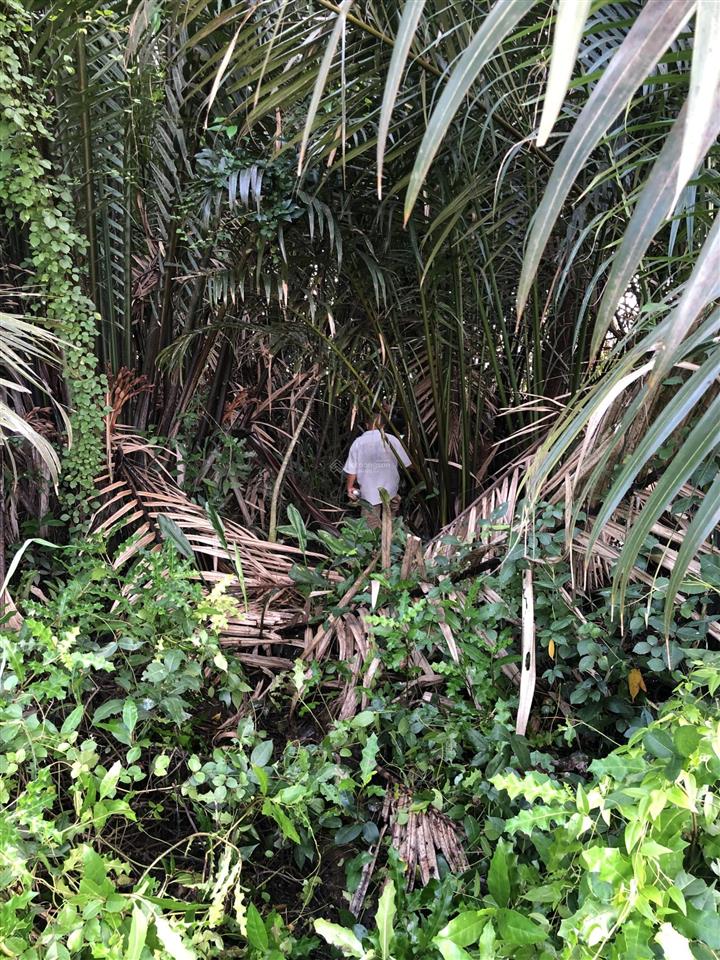 Bán đất vườn tờ bản đồ số 3, đường thành long vào, xã phong phú, 980 nghìn/m2.  0933 525 ***