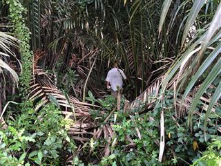 Bán đất vườn tờ bản đồ số 3, đường thành long vào, xã phong phú, 900 nghìn/m2.  0933 525 ***