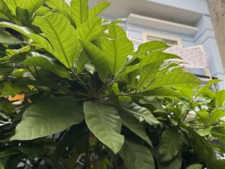 Bán nhà 78m2 2 tầng 3pn gần đỗ xuân hợp p phú hữu q9 4,5 tỷ sổ hồng bao sang tên công chứng ngay