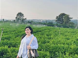 Wiew đồi chè thơ mộng  tiện nghi hiện đại ngay gần  giá chỉ 800 triệu!