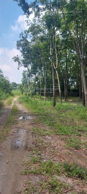 Hot giảm giá bán bất động sản tại phường chánh phú hòa, thị xã bến cát, tỉnh bình dương