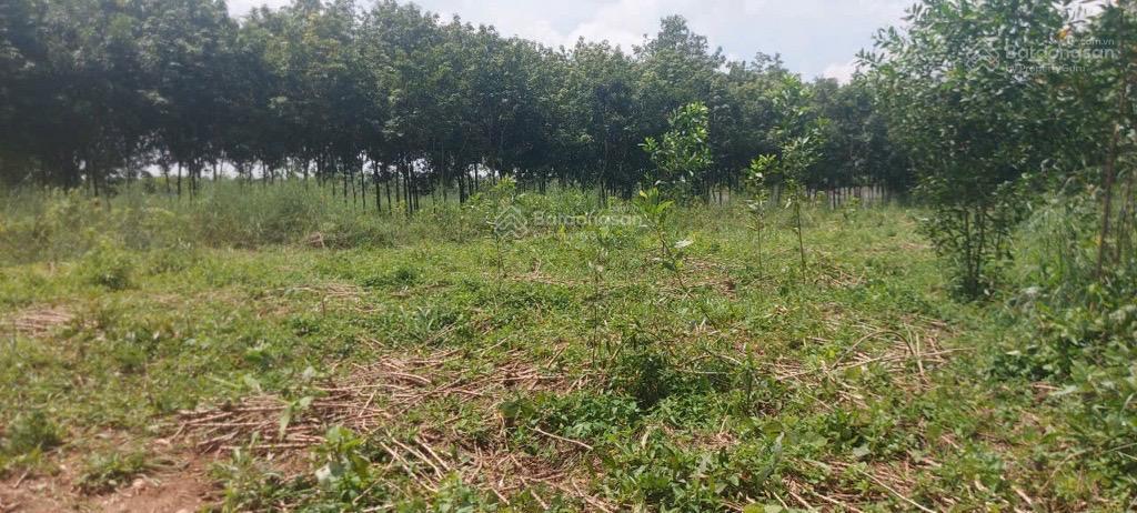 Hot giảm giá bán bất động sản tại phường chánh phú hòa, thị xã bến cát, tỉnh bình dương