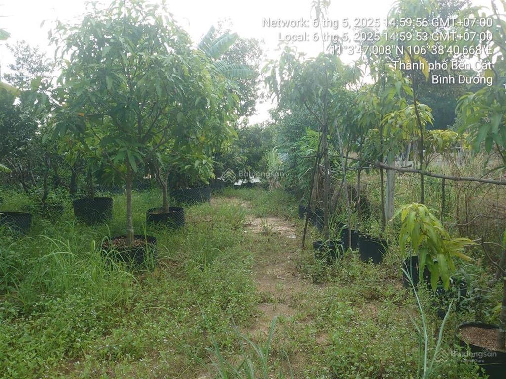 Hot! ncb thanh lý bđs tại thị xã bến cát bình dương (nay là phường hòa lợi  tphcm)