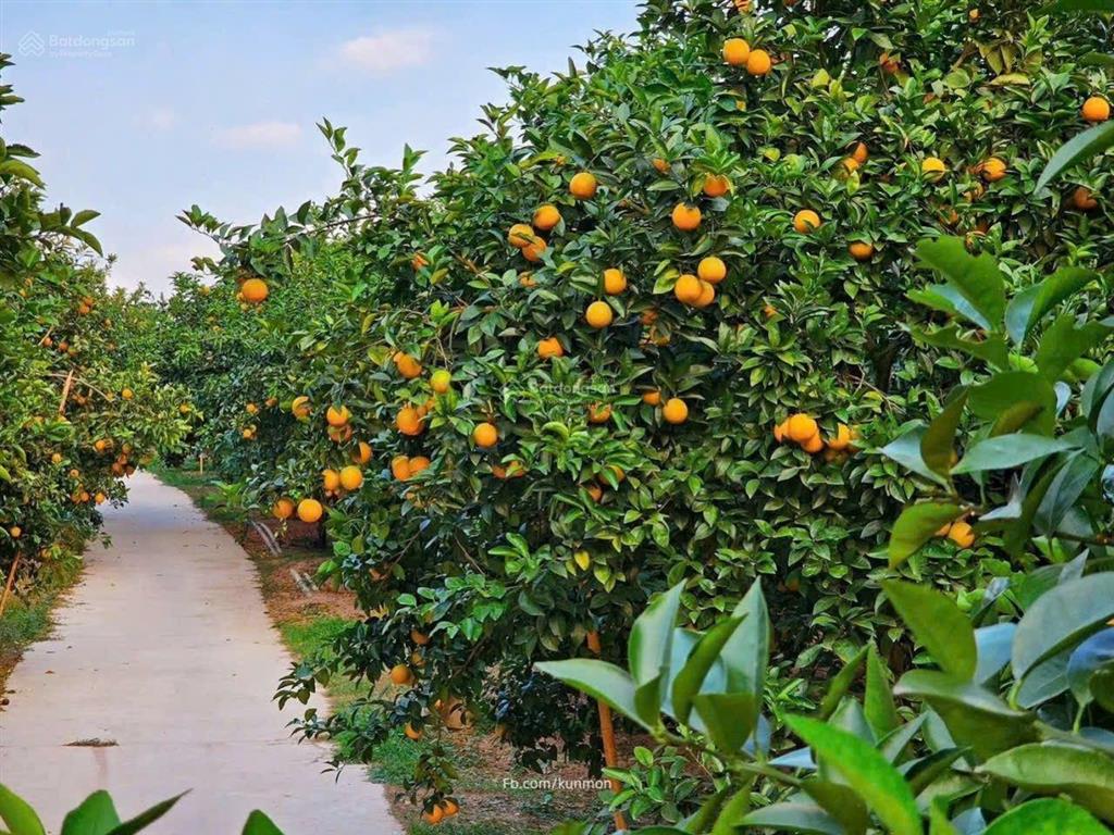 Bán đất vô tranh lục nam tỉnh bắc giang 300m2, sổ đỏ chính chủ. đầu tư giá tốt 600tr/lô