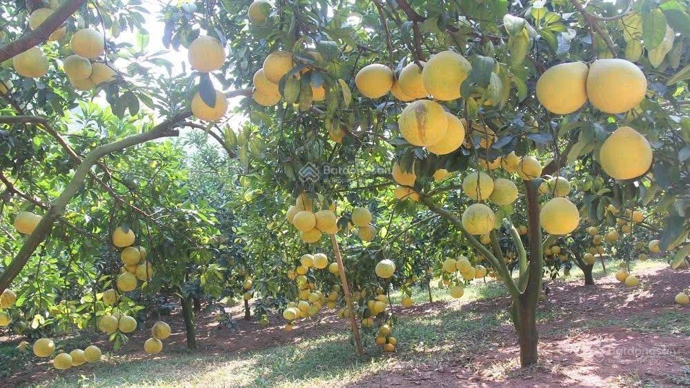 Bán đất vô tranh lục nam tỉnh bắc giang 300m2, sổ đỏ chính chủ. đầu tư giá tốt 600tr/lô