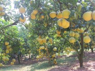 Bán đất vô tranh lục nam tỉnh bắc giang 300m2, sổ đỏ chính chủ. đầu tư giá tốt 600tr/lô