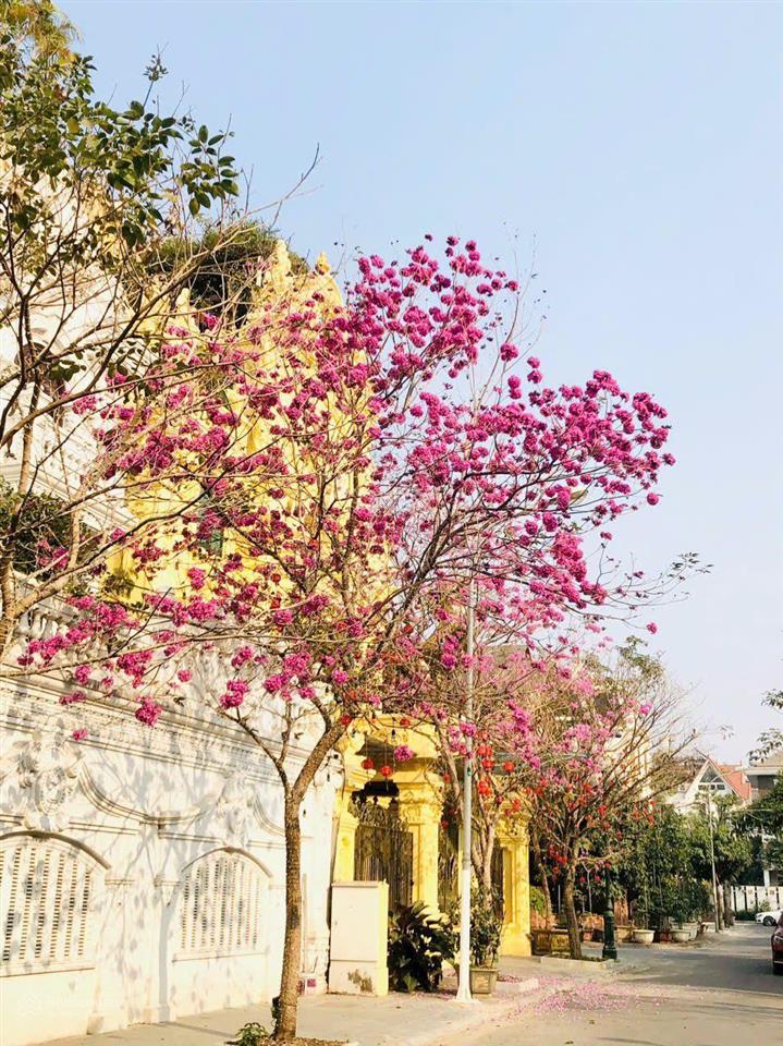 Bán biệt thự 222m2 tại việt hưng, giá siêu hời chỉ 235tr/1 m