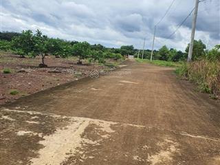 Vườn mít xã tân thành, nay là phường đồng xoài  đồng nai nằm cách vòng xoay tỉnh 4km  490tr