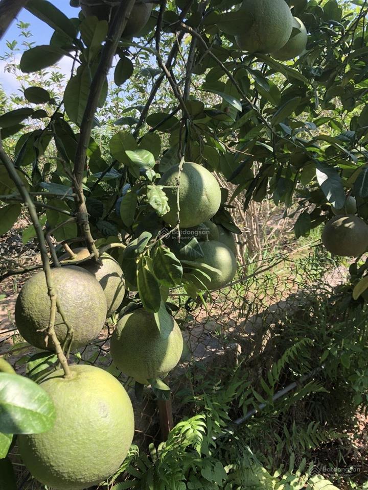 Chính chủ bán nhà vườn đẹp 60m2 trên 400m2, điện nước, điều hòa, phố âu cơ, 4 tỷ