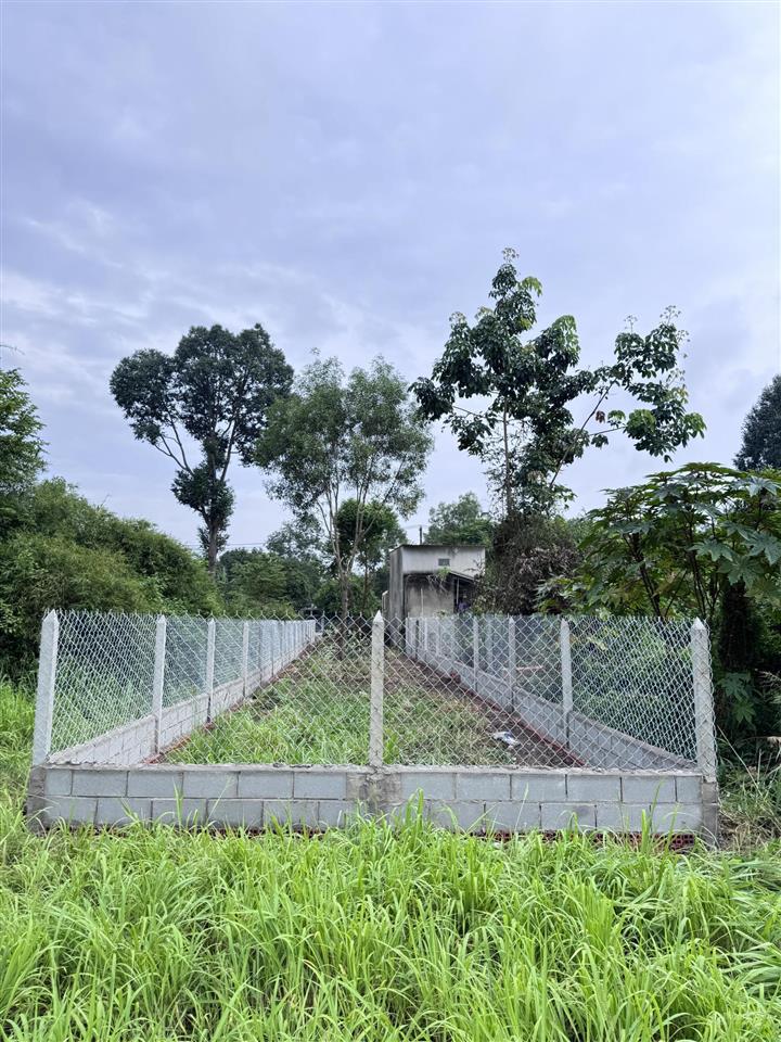 Hàng đẹp xuất hiện ngay 241.5m2 thổ cư 100% nở hậu vuông vắn 5x49m, quy hoạch kdc hiện hữu