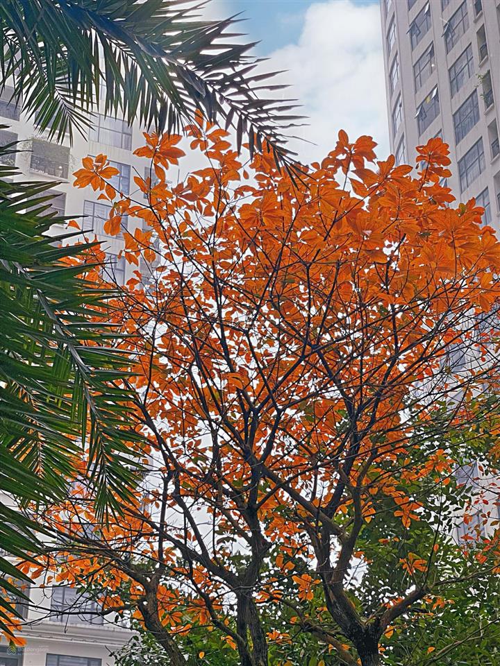 Cho thuê căn hộ 10 triệu phố minh khai sunshine garden (cạnh time city) 1 ngủ. minh anh 0944 394 ***