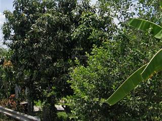 Bán đất làm kho xưởng tại thiện trung, cái bè, tiền giang, 28 tỷ, 2,78ha