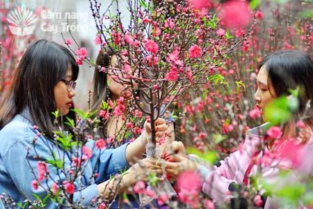 Ban quản lý toà nhà cho thuê quỹ căn wisteria giá rẻ, miễn phí dịch vụ toà nhà và mạng