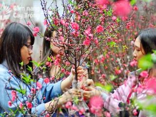 Ban quản lý toà nhà cho thuê quỹ căn wisteria giá rẻ, miễn phí dịch vụ toà nhà và mạng
