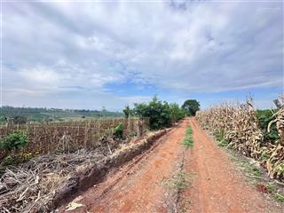 Bán nhanh 2.5 hecta đất đỏ bazan  "giá ngộp 450tr/xào" tại tân hội